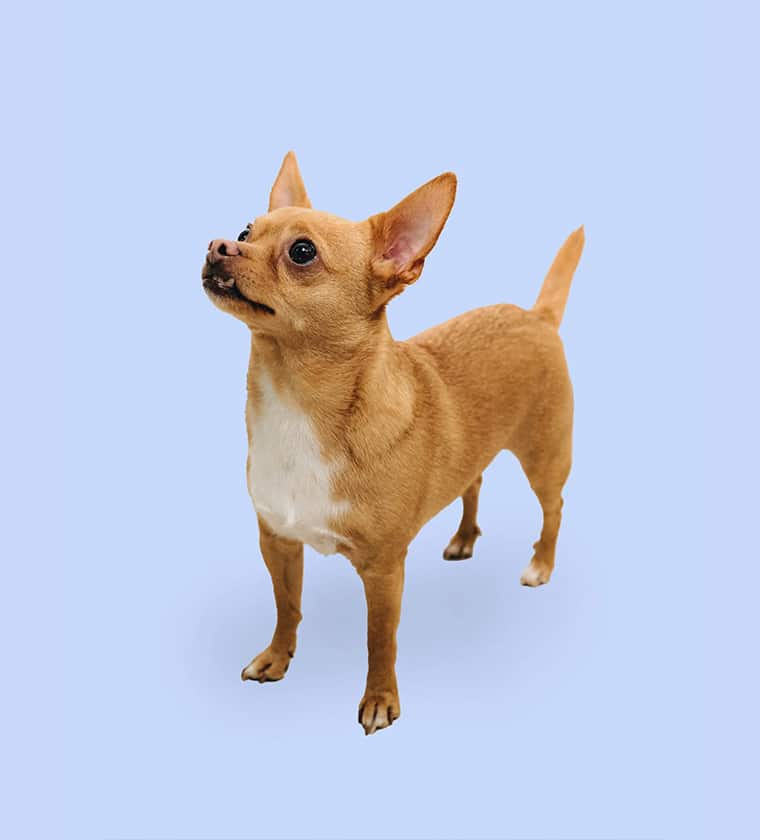 Team blankweiss dental studios